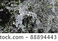 Flower snow primrose 88894443