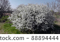 Flower snow primrose 88894444