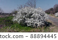 Flower snow primrose 88894445
