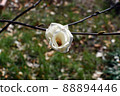 Hana magnolia 88894446