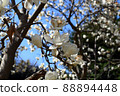 Hana magnolia 88894448