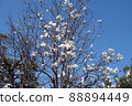 Hana magnolia 88894449