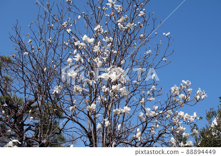 Hana magnolia 88894449