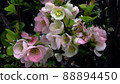 Flower 88894450