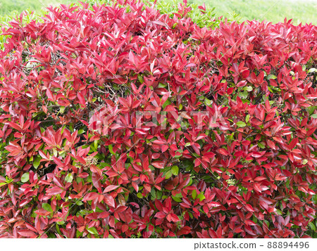 Red Tip Photinia background material Red Tip Photinia background material 88894496