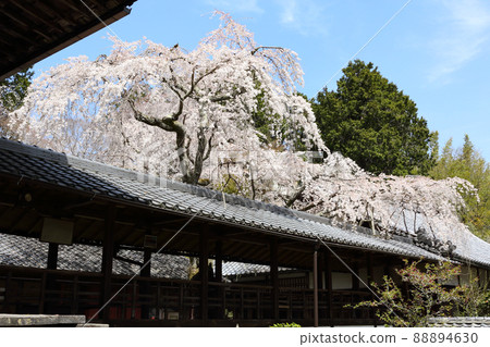 Cherry blossoms 88894630