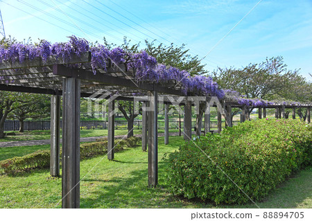 Fujitana Hikichigawa Water Park, Fujisawa City, Kanagawa Prefecture 88894705