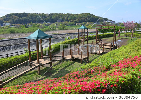 神奈川縣藤澤市比吉川水上樂園春天杜鵑花 88894756