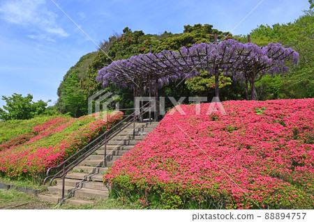 Hikichigawa Water Park, Fujisawa City, Kanagawa Prefecture, Spring Azalea, Fujitana 88894757