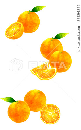 Orange fruit set illustration hand-painted watercolor illustration material collection of fruit 88894823