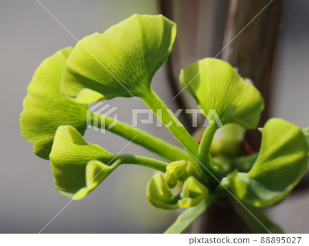 銀杏樹biloba年輕葉子 銀杏樹biloba年輕葉子 88895027