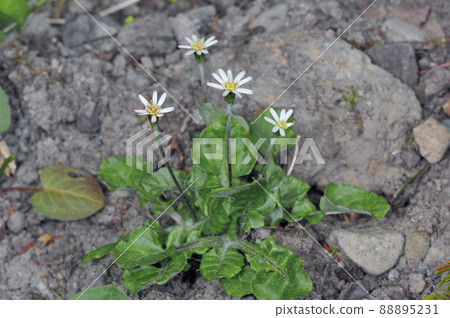 Senbonyari (Shiretoko, Hokkaido) 88895231