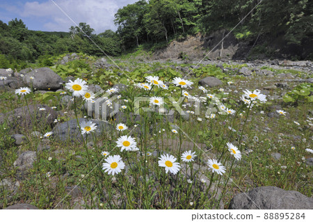 Leucanthemum community (Shiretoko, Hokkaido) Leucanthemum community (Shiretoko, Hokkaido) 88895284