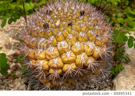 Cactus Gymnocalycium Baldianum [Scarlet flower ball] 88895341