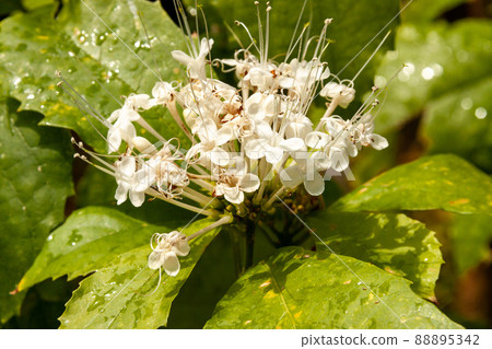Lamiaceae Clerodendrum bucketri flower 88895342