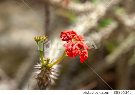 Euphorbia Gottrebay [Euphorbiaceae] 88895343