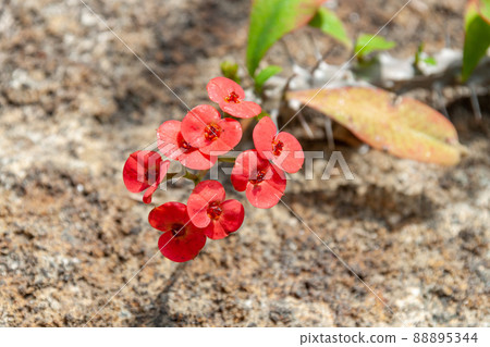 Euphorbia Gottrebay [Euphorbiaceae] 88895344