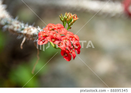 Euphorbia Gottrebay [Euphorbiaceae] 88895345