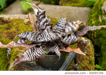 Orthofitum grukeny [Bromeliaceae] 88895346