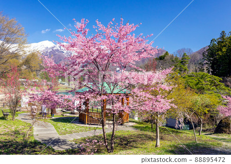 Mt. Tanigawa, Sakura and Gasebo 2 Mt. Tanigawa, Sakura and Gasebo 2 88895472