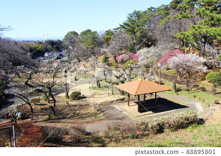 大倉山公園的梅花 88895801