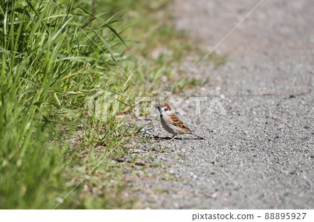 Roadside sparrow Roadside sparrow 88895927