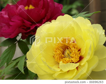 黃色牡丹花的特寫 88896263