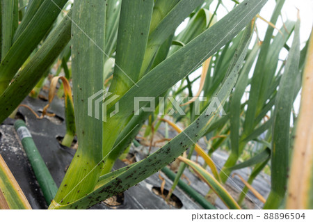 Aphid damage on garlic in the vegetable garden in April 88896504