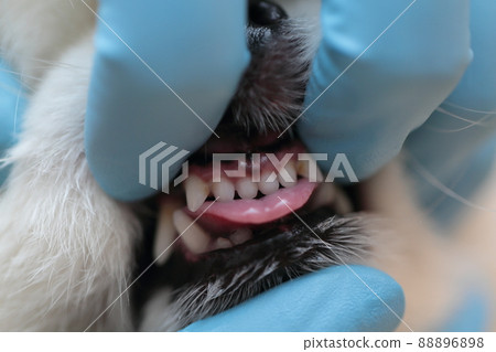 Veterinarian makes a Pomeranian health check at a veterinary clinic 88896898