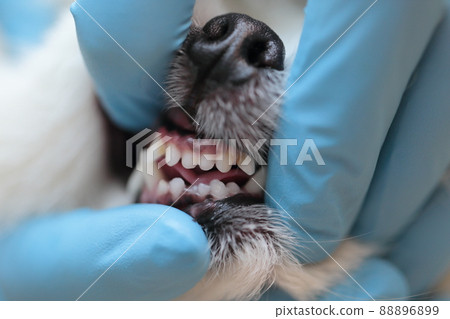 Veterinarian makes a Pomeranian health check at a veterinary clinic Veterinarian makes a Pomeranian health check at a veterinary clinic 88896899
