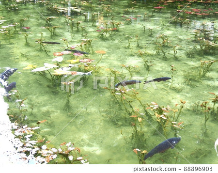 莫奈的池塘 自由游動的鯉魚 88896903