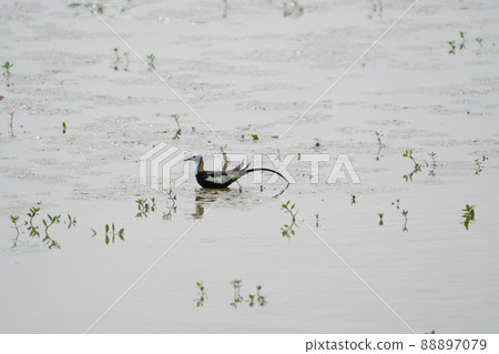 Pheasant-tailed Jacana feeding in a pond with vegetation. Long-tailed bird. 88897079