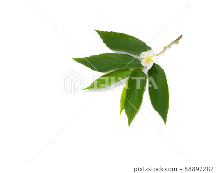 Close up Jam tree, Jamaican cherry, Malayan Cherry, West Indian Cherry. 88897282