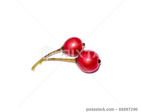 Close up Jam tree, Jamaican cherry, Malayan Cherry, West Indian Cherry. Close up Jam tree, Jamaican cherry, Malayan Cherry, West Indian Cherry. 88897290