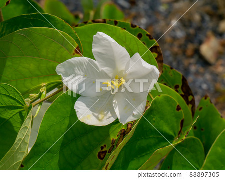 Close up Snowy Orchid Tree, Orchid Tree flower. 88897305