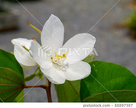 Close up Snowy Orchid Tree, Orchid Tree flower. 88897307