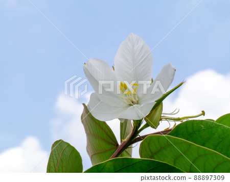Close up Snowy Orchid Tree, Orchid Tree flower. 88897309