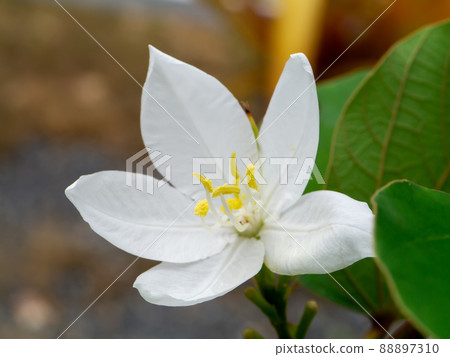 Close up Snowy Orchid Tree, Orchid Tree flower. 88897310