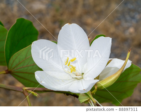 Close up Snowy Orchid Tree, Orchid Tree flower. Close up Snowy Orchid Tree, Orchid Tree flower. 88897311