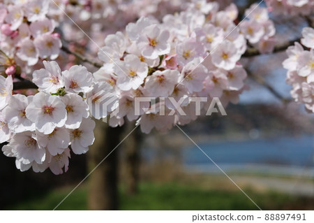 Cherry blossoms at the beach Cherry blossoms at the beach 88897491