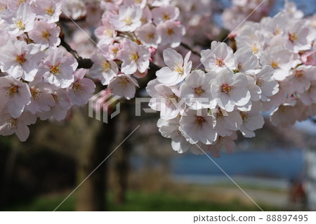 Cherry blossoms at the beach Cherry blossoms at the beach 88897495