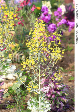 七彩葉牡丹(羽衣甘藍)花 七彩葉牡丹(羽衣甘藍)花 88897534