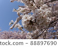 藍天和櫻花 88897690
