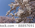 藍天和櫻花 88897691