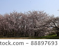 櫻花在公園裡 88897693