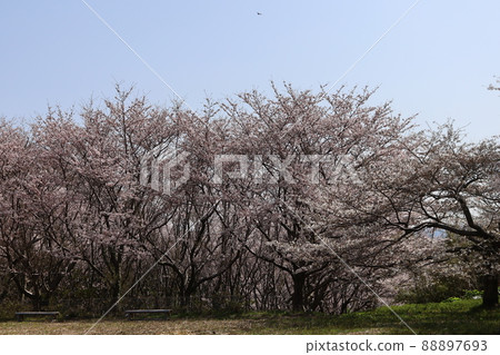 Cherry blossoms in the park Cherry blossoms in the park 88897693