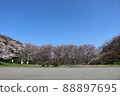 櫻花在公園裡 88897695
