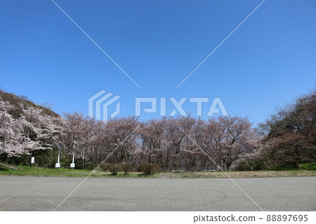 櫻花在公園裡 櫻花在公園裡 88897695