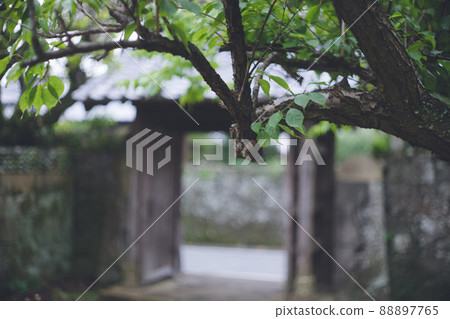 Scenery of the precincts of a Japanese shrine where it rains and the greenery is beautiful Fukue Island, Goto City, Nagasaki Prefecture 88897765