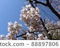 藍天和櫻花 88897806